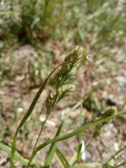 Dactylis glomerata