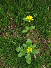 Rhamphospermum arvense