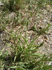 Dactylis glomerata