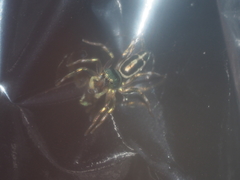 Cosmophasis thalassina