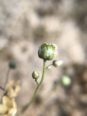 Spergula morisonii