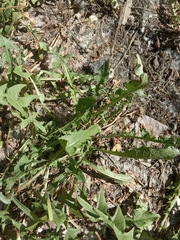Taraxacum officinale