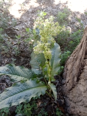 Rumex patientia