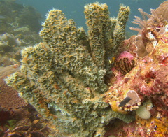 Callyspongia