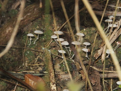 Micropsalliota pusillissima