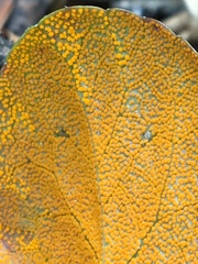 Rossmanomyces pyrolae