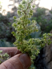 Rumex patientia