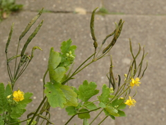 Chelidonium majus