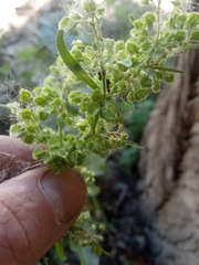 Rumex patientia