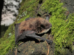 Myotis sibiricus