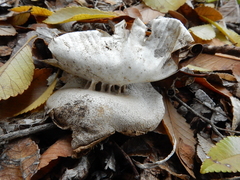 Myriostoma australianum