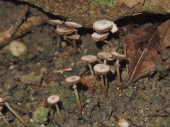 Micropsalliota pusillissima