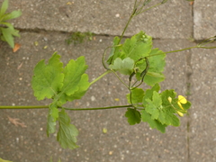 Chelidonium majus