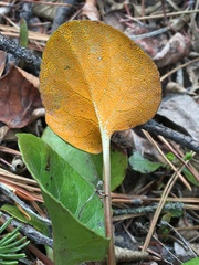 Rossmanomyces pyrolae