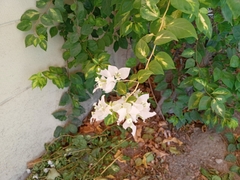 Bougainvillea