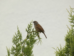 Prunella modularis