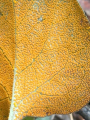 Rossmanomyces pyrolae