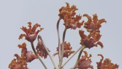 Laelia marginata