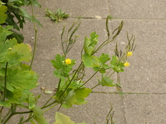 Chelidonium majus