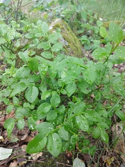 Vaccinium myrtillus