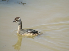 Podiceps occipitalis