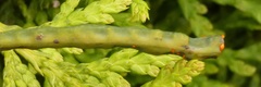 Chelidonium majus