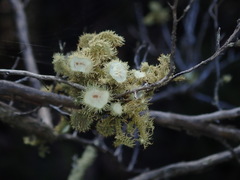 Usnea molliuscula