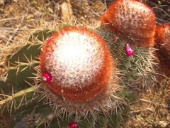 Melocactus intortus