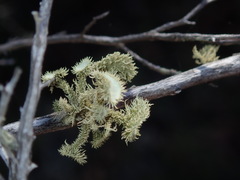 Usnea molliuscula