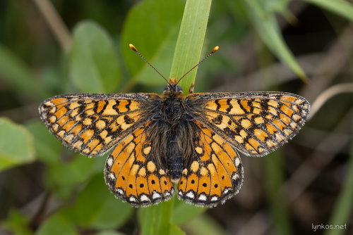 Marsh Fritillary, Provincia dell'Aquila, Italia, photo 10 of 10