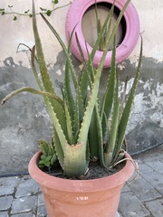 Aloe vera