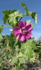 Malva assurgentiflora