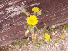 Asteraceae