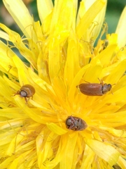 Coleoptera