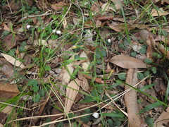 Corybas barbarae