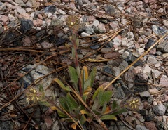 Phacelia hastata compacta