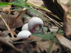 Corybas barbarae