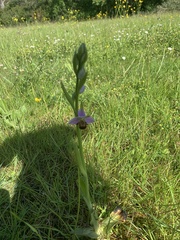 Ophrys apifera