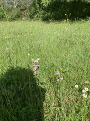 Ophrys apifera