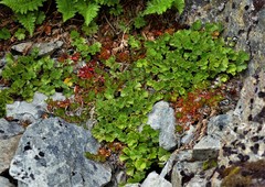 Azorella roughii