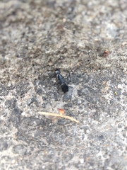 Staphylinidae