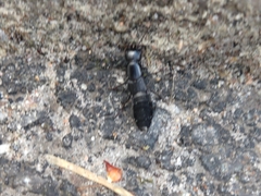 Staphylinidae