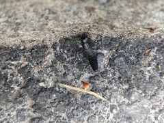 Staphylinidae
