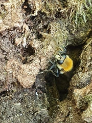 Criorhina floccosa