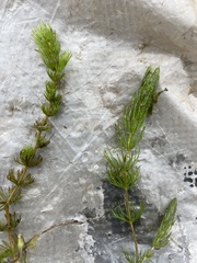Ceratophyllum demersum