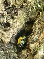 Criorhina floccosa