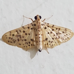 Conogethes