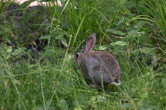 Oryctolagus cuniculus