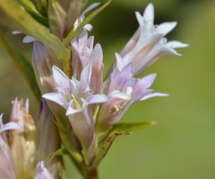 Gentiana olgae