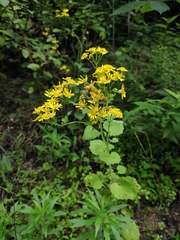 Sinosenecio oldhamianus